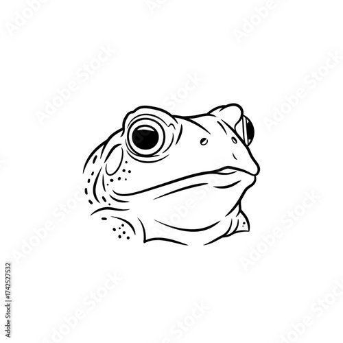 Detailed Line Drawing of a Frog Head Depicting Natural Features.
