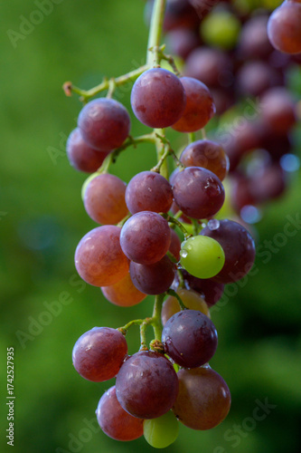 reife rote Weintrauben an einer Rebe