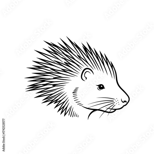 Detailed black and white illustration of a spiky porcupine animal.