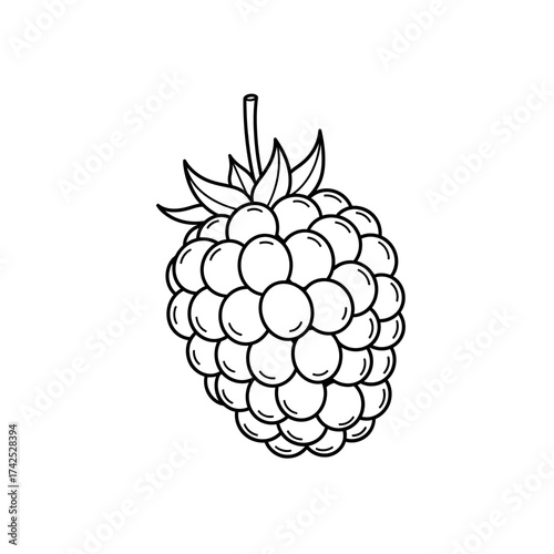 Hand-drawn raspberry fruit outline illustration.