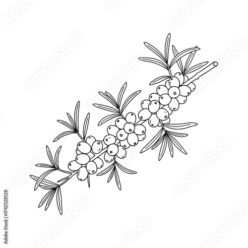 Sea Buckthorn Branch - Detailed Line Art Illustration of Berries and Leaves.