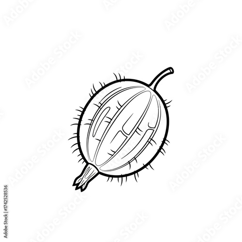 Single gooseberry fruit with hairy skin and stem.