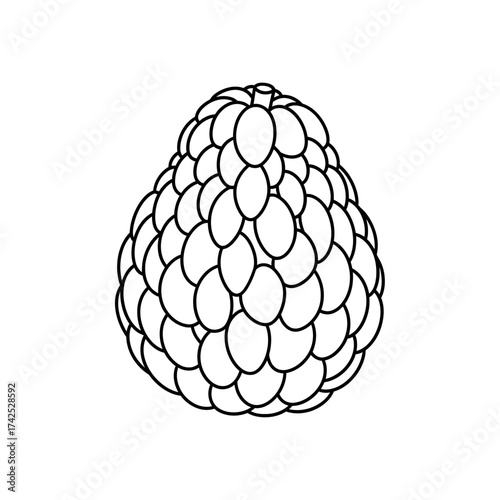 Outline drawing of a cherimoya fruit with segmented skin.
