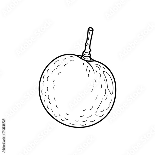 Hand drawn lychee fruit illustration in a minimalist style.