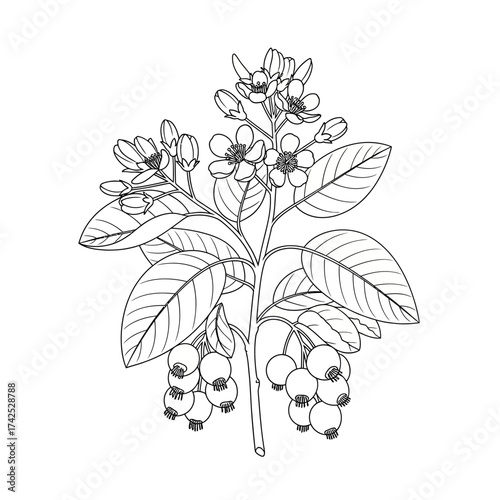 Botanical illustration of a flowering plant with berries and leaves.