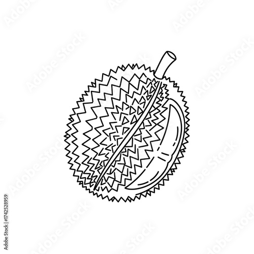 Detailed illustration of a durian fruit with spiky exterior and open section.