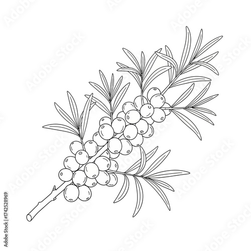 Sea Buckthorn Branch with Berries and Leaves Outline Drawing.