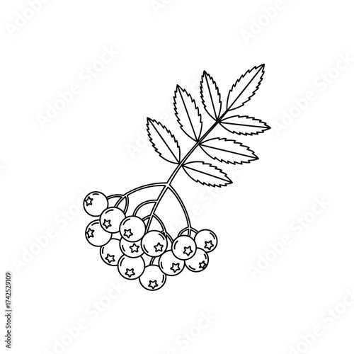 Black and white line art illustration of a rowan berry sprig.