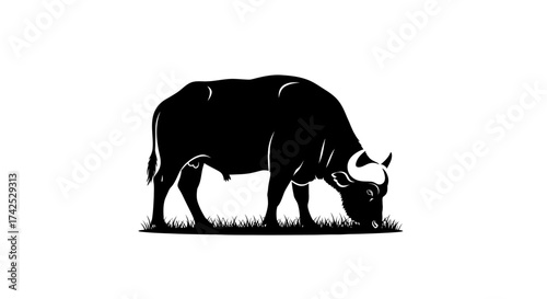 Silhouette of a large black bull grazing peacefully on grass.