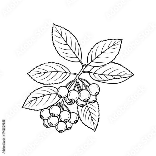 Detailed illustration of aronia berries and leaves on a branch.