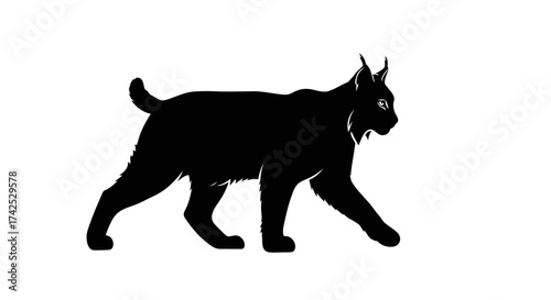 Silhouette of a Lynx Walking with Focused Gaze.