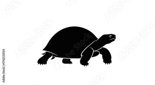 Silhouette of a Tortoise Walking on a White Background.