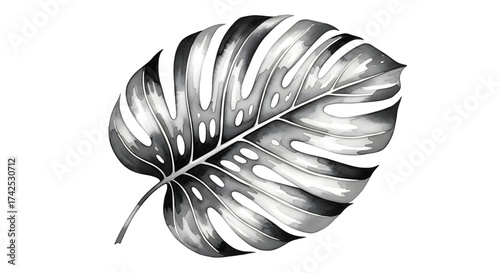 Monstera leaf in black and white isolated on transparent background, watercolor style