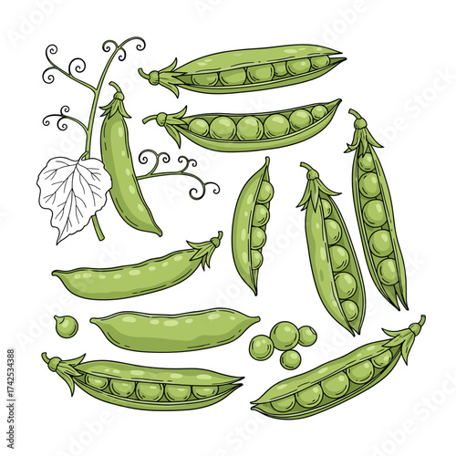 A delightful collection of fresh green pea pods showcasing their vibrant texture and natural beauty.