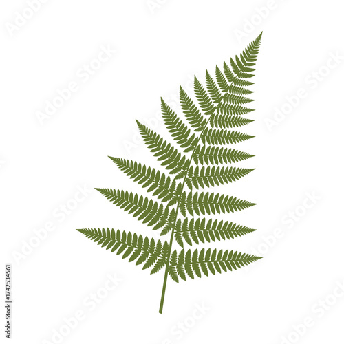 A detailed illustration of a single green fern frond with serrated leaves against a white background.