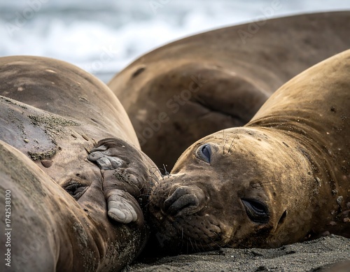 Elephant seals resting on a sandy beach, close-up