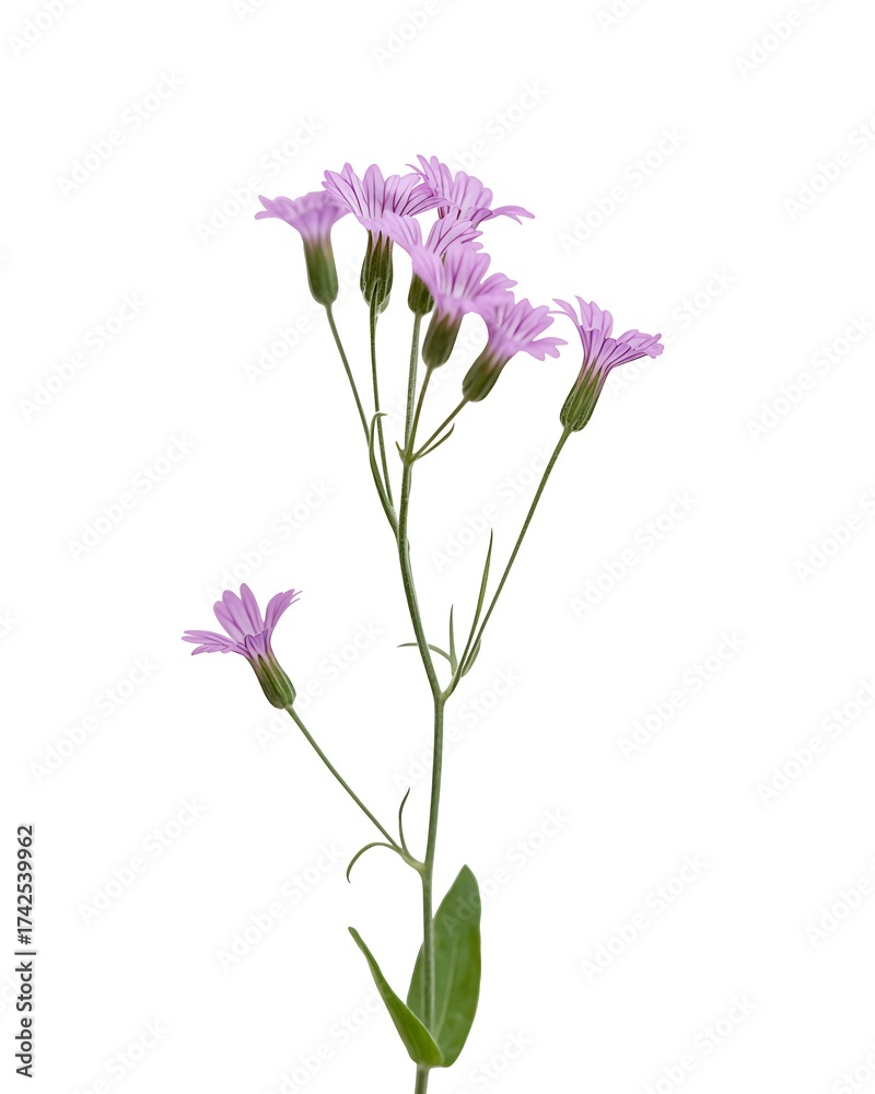Naklejka premium Delicate purple wildflower branch with small blooms against a