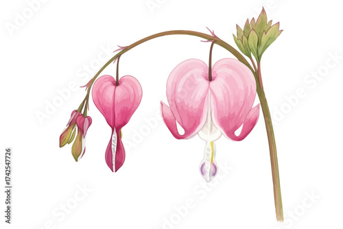 Vector art of bleeding heart flower watercolor illustration of dicentra spectabilis plant