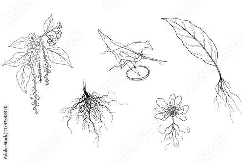 Vector art of botanical line art of various plant parts for scientific illustration