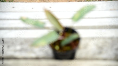 Closeup focus to Closeup to Philodendron Atabapoense varigated rare plant in the pot  