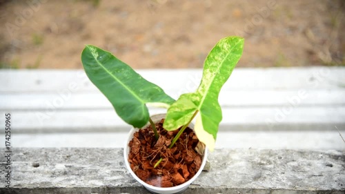 Closeup to New hybrid plant Philodendron Jennifer var in the pot 