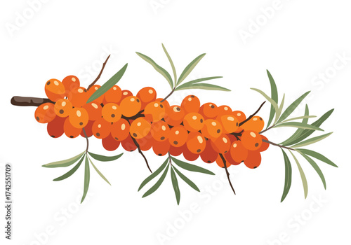 A sprig of bright orange sea buckthorn berries with green leaves.