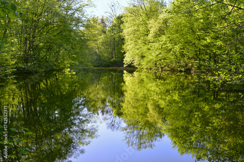 Lake surrounded by dense alder forest with tree trunks and branches reflecting on its surface
