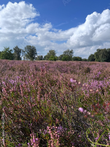 Wallpaper Mural Blooming Heather Field Under Blue Sky Torontodigital.ca