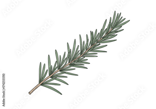 A detailed illustration of a single pine tree branch with needles.