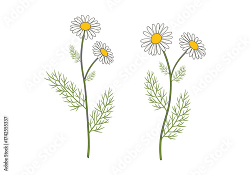 Two delicate sprigs of chamomile flowers with feathery green leaves.