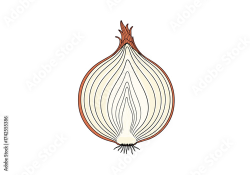 Cross section of a ripe onion bulb showing internal structure and layers.