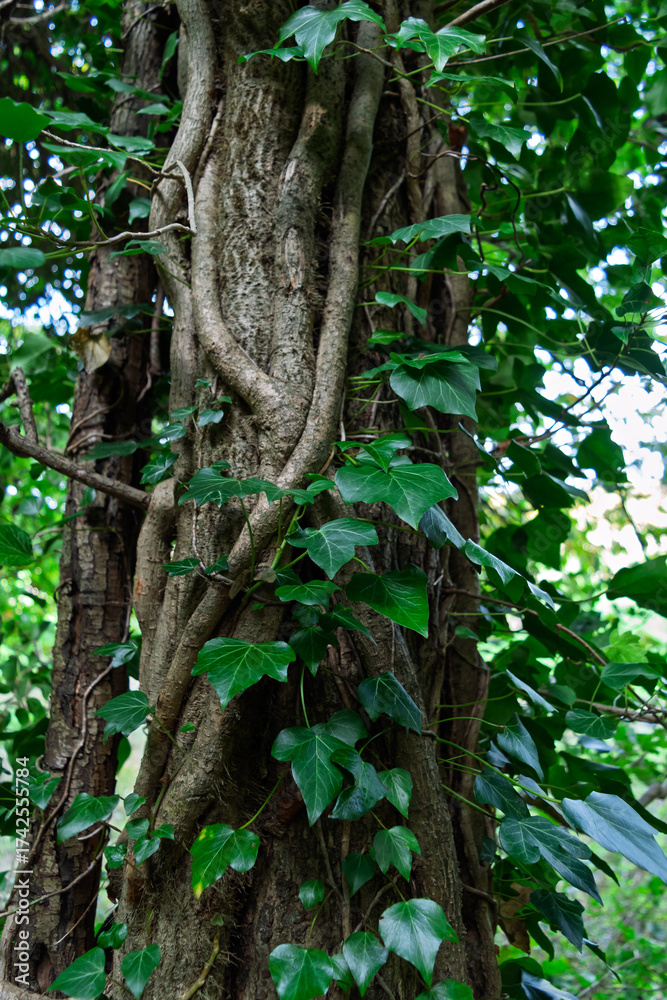 Obraz premium Ivy On Tree Trunk