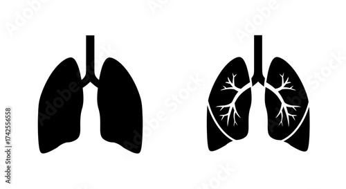 Simple illustration of human lungs showing bronchial tree and lobes
