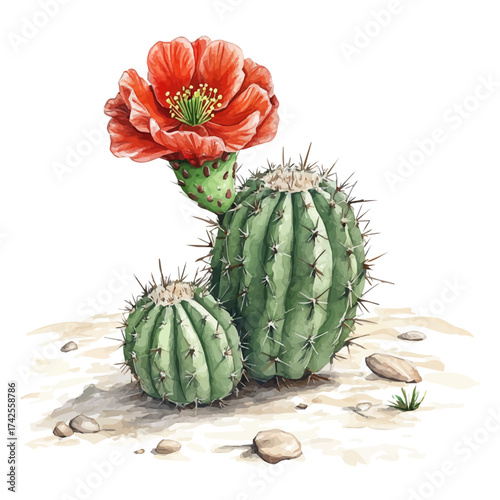 Turks Cap Cactus With Red Blossom, watercolor clipart vector, isolated on a white background.