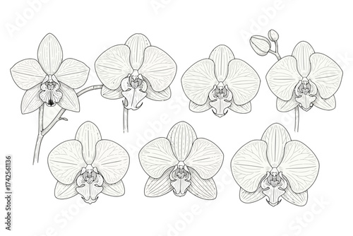 Vector art of hand drawn set of orchid flowers, botanical illustration in sketch style