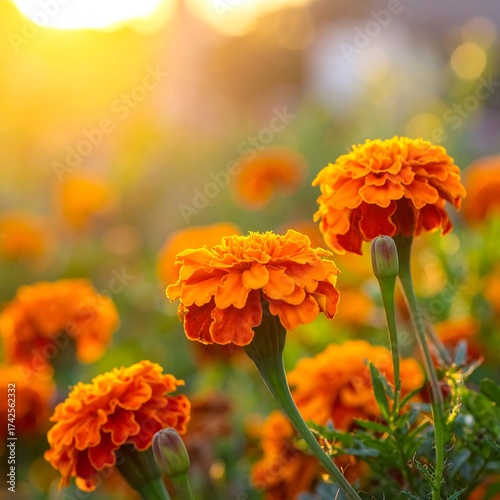 Vibrant close-up of orange flowers, bathed in warm sunlight with a blurred background