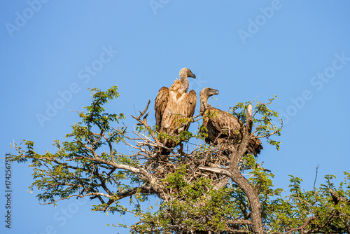 Bild auf Leinwand South Africa, Kruger National Park, White-backed Vulture (Gyps africanus)