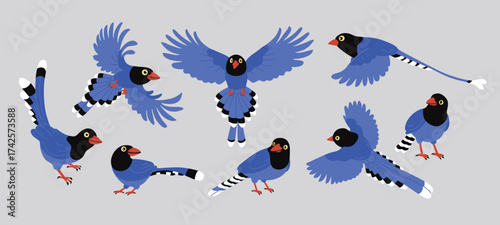 Set of Taiwan blue magpie. Urocissa caerulea in Various Flying and Standing Poses, Exotic birds of Taiwan and of Asia. Cute Blue cartoon bird. Vector flat illustration, isolated on gray background