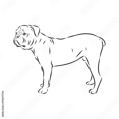 Brazilian bulldog Campeiro, vector sketch