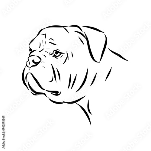 Brazilian bulldog Campeiro, vector sketch