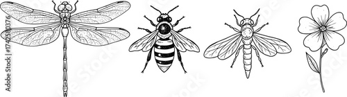 Detailed insect and flower illustration, dragonfly bee and wasp vector, nature entomology artwork, botanical insect drawing, vintage scientific style design