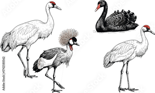 Elegant crane and black swan illustration, exotic bird collection, wildlife vector artwork, nature animal drawing, graceful waterfowl design, ornithology inspired decorative art