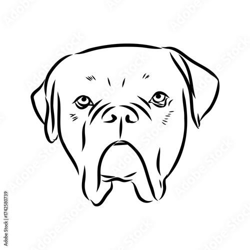Brazilian bulldog Campeiro, vector sketch