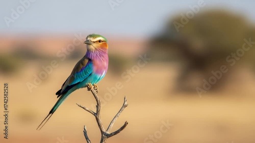 Vibrant lilac breasted roller bird perched delicately on a branch, showcasing its colorful plumage in the African savanna, wildlife video