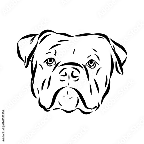 Brazilian bulldog Campeiro, vector sketch