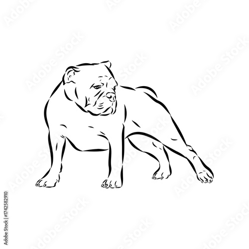 Brazilian bulldog Campeiro, vector sketch
