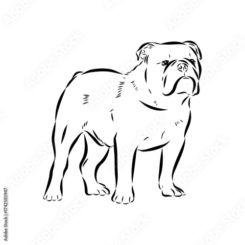Brazilian bulldog Campeiro, vector sketch