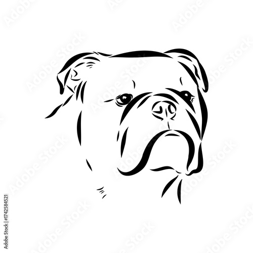 Brazilian bulldog Campeiro, vector sketch