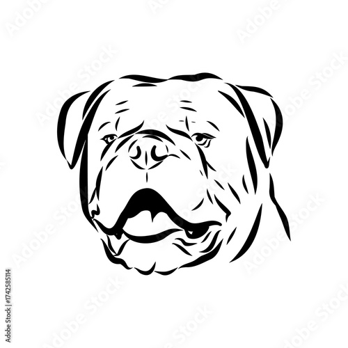 Brazilian bulldog Campeiro, vector sketch
