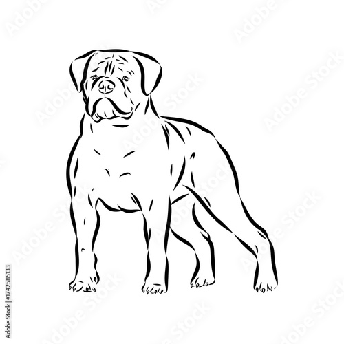 Brazilian bulldog Campeiro, vector sketch